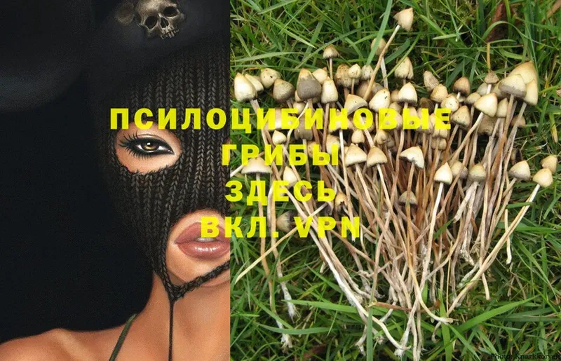 купить закладку  Ардатов  blacksprut маркетплейс  Псилоцибиновые грибы MAGIC MUSHROOMS 